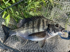 クロダイの釣果