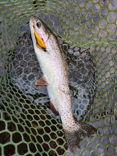 ニジマスの釣果