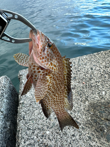 オオモンハタの釣果