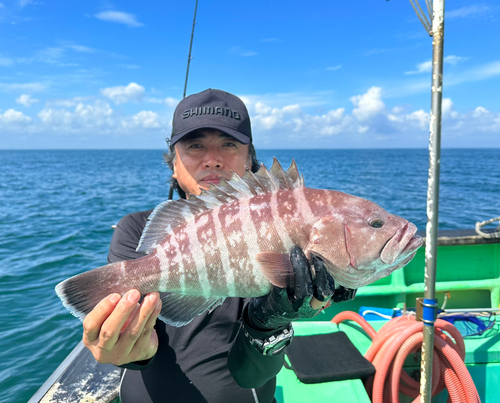 マハタの釣果