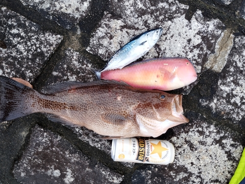 オオモンハタの釣果