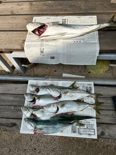 ヤズの釣果