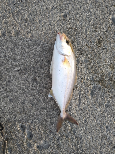 ショゴの釣果