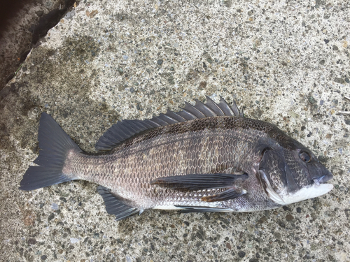 クロダイの釣果