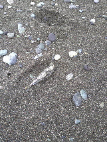 シロサバフグの釣果