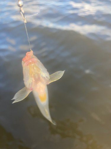 ハゼの釣果