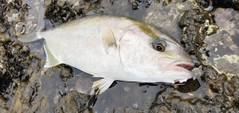 ショゴの釣果