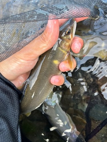 アユの釣果