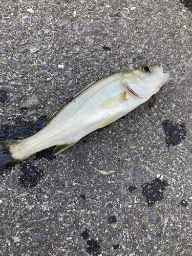 セッパ（マルスズキ）の釣果