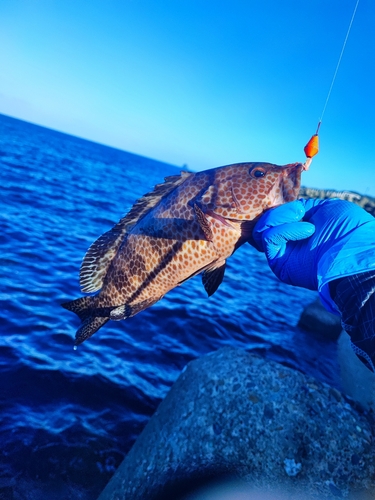 オオモンハタの釣果