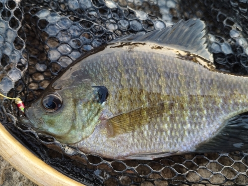 ブルーギルの釣果