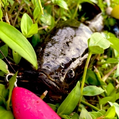 ライギョの釣果