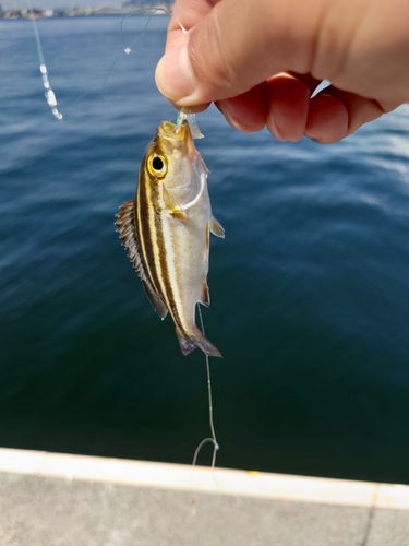 イサキの釣果