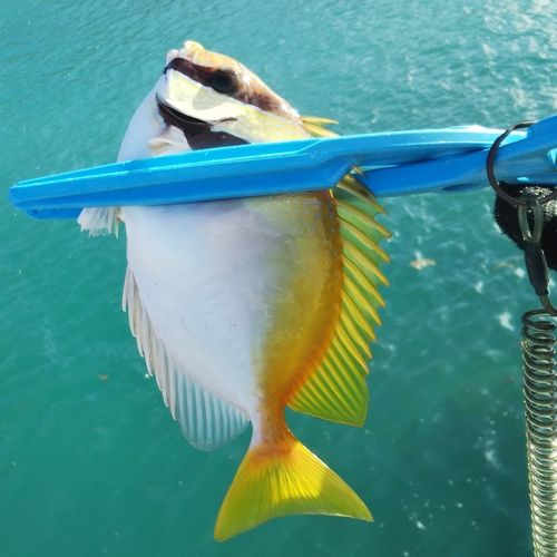 ヒメアイゴの釣果