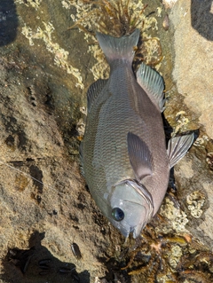 グレの釣果