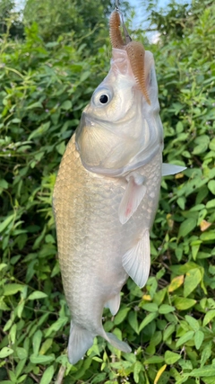 フナの釣果