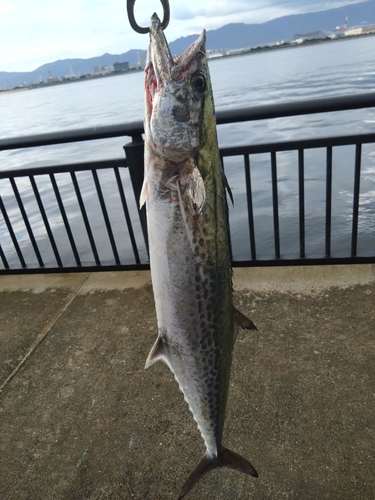 サワラの釣果