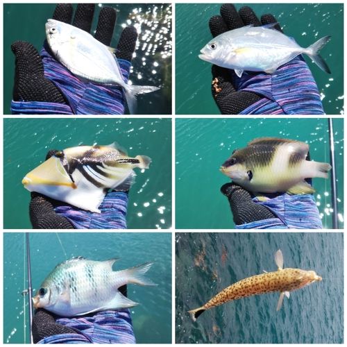 メッキの釣果