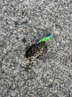 モンゴウイカの釣果