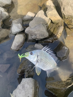 キビレの釣果