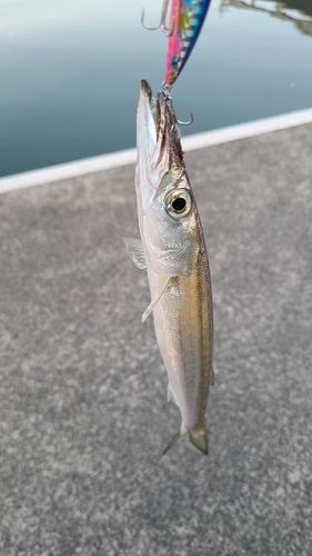 カマスの釣果