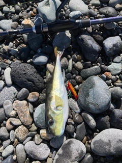 シロサバフグの釣果