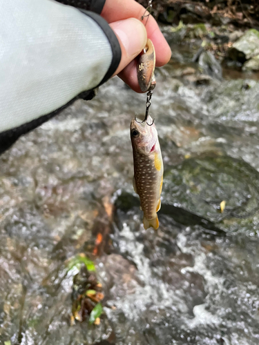 イワナの釣果