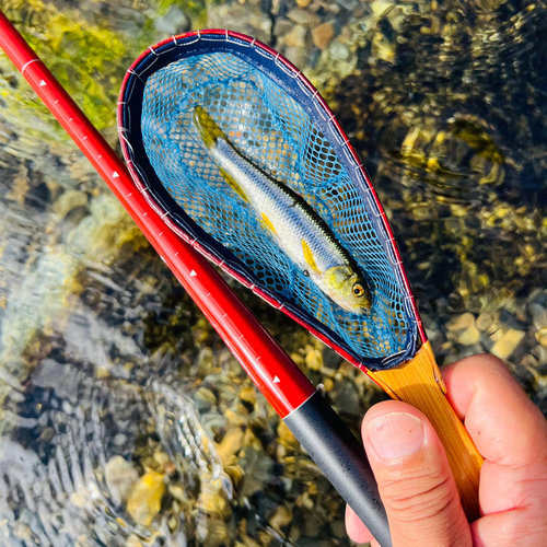 カワムツの釣果