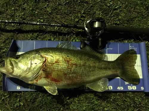 ブラックバスの釣果