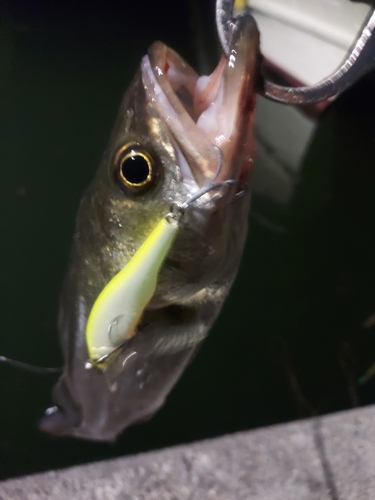 セイゴ（マルスズキ）の釣果