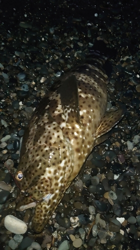 チャイロマルハタの釣果