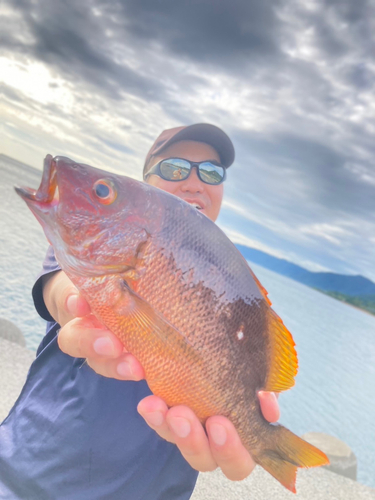 シブダイの釣果