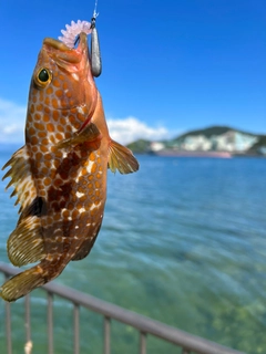 キジハタの釣果