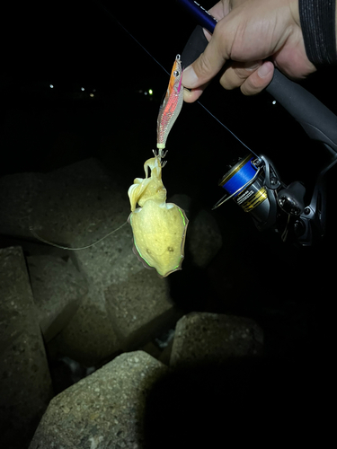 コウイカの釣果