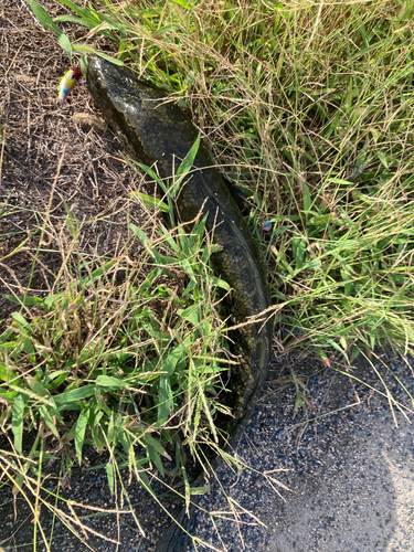 ライギョの釣果