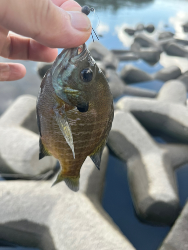 ブルーギルの釣果