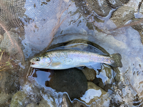 ニジマスの釣果