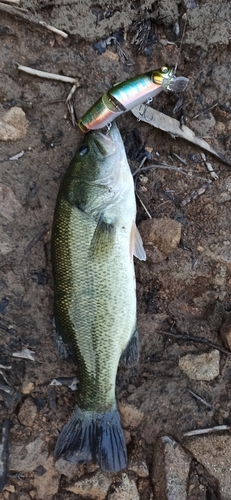 ラージマウスバスの釣果