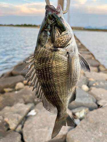 チヌの釣果