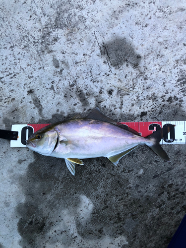 ショゴの釣果