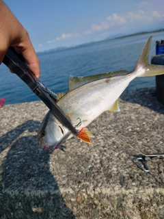 ネリゴの釣果