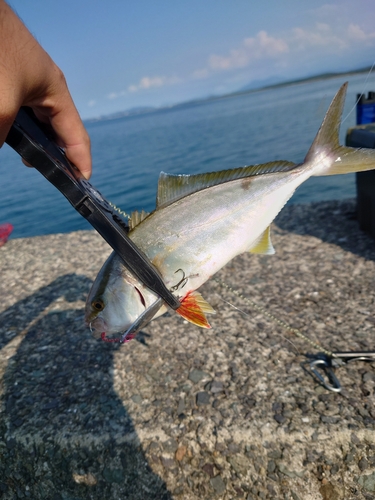 ネリゴの釣果