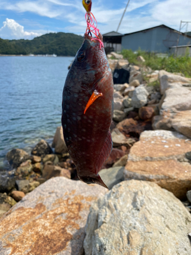 ベラの釣果