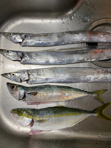 タチウオの釣果