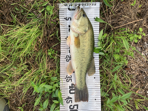 ブラックバスの釣果