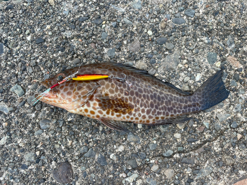 オオモンハタの釣果