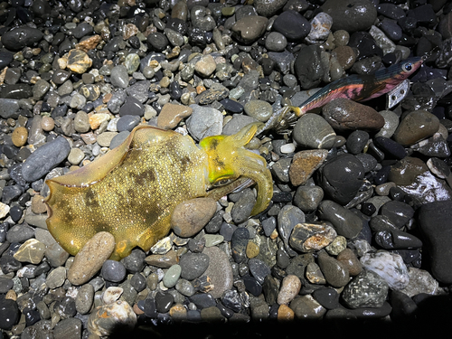 アオリイカの釣果