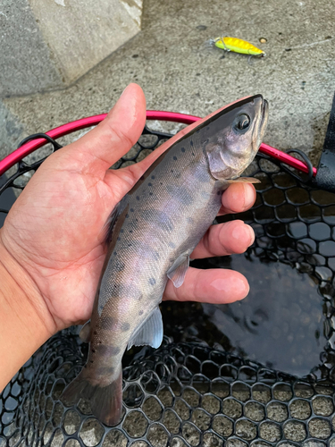 ヤマメの釣果