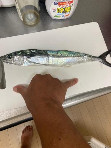 サゴシの釣果