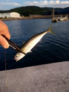 サバの釣果